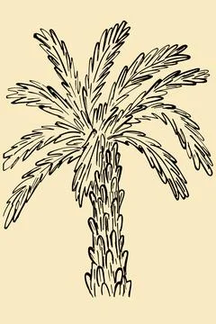 Palm tree sketch. Vector, palm tree. Freehand exotic tree, simple 스톡 일러스트