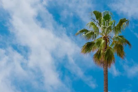 Palm tree on sky background. Copy space. Foto stock