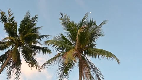 Palm tree on sky background Stock Footage 295468328