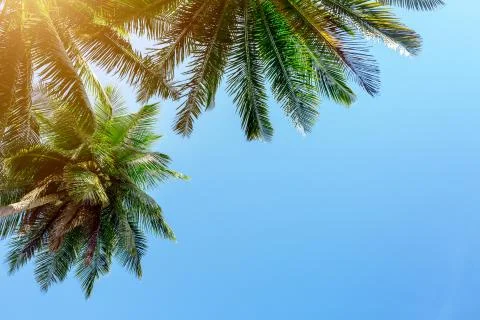 Palm tree on sky background Stock Photos