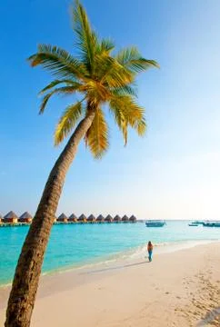 Palm tree on sky background Stock Photos