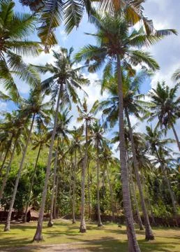 Palm tree on sky background Stock Photos