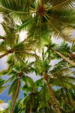 Palm tree sky background Photos