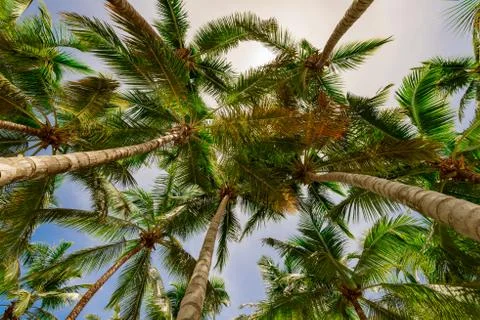 Palm tree sky background Fotos de archivo