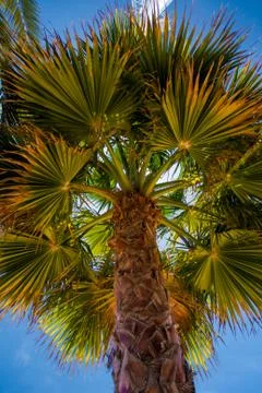 Palm tree on sky background Stock Photos