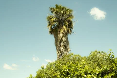 Palm tree with sky background Stock Photos
