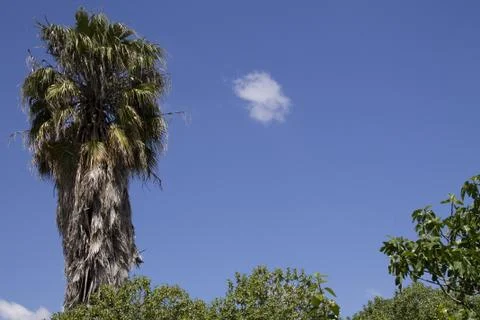 Palm tree with sky background Stock Photos