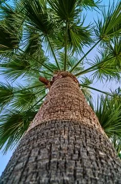 Palm tree on the sky background Stock Photos