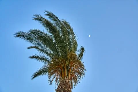 Palm tree on the sky background Stock Photos