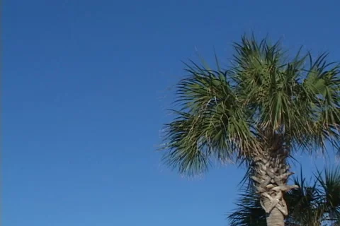 Palm Tree To Sky Stock-Footage 941221