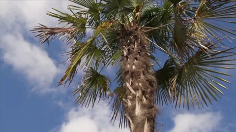 Palm Tree sky Stock Footage 8631492