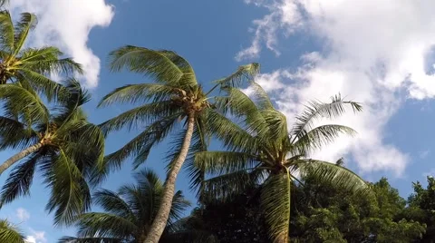 Palm tree  with sky Stock Footage 46834902