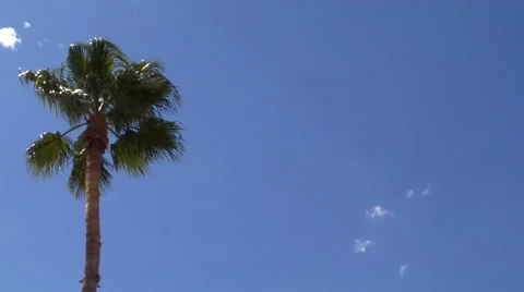 Palm Tree in the Sky Stock Footage 49475583