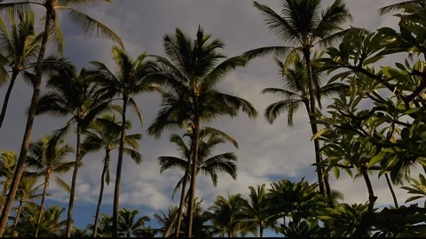 Palm Tree Sky Stock Footage 104269946