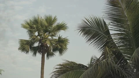Palm tree with sky Video stock 186458302