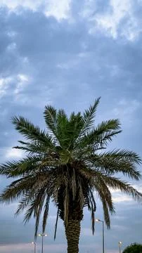 The palm tree with the sky full of clouds Stock Photos