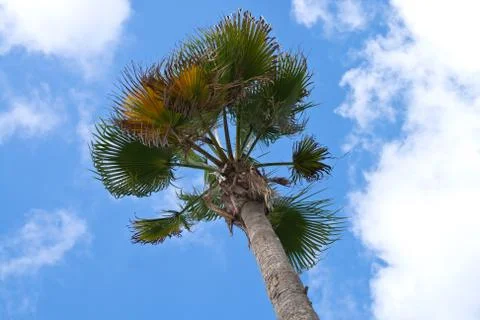 Palm tree on sky Foto stock