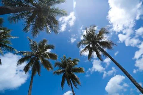 Palm Tree In The Sky 库存照片