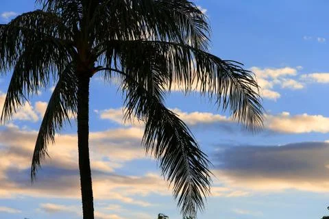 Palm Tree &amp; Sky Stock Photos