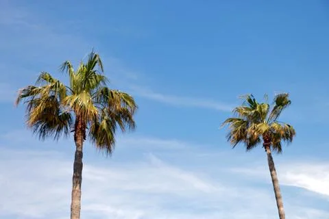 Palm tree on the sky Stock Photos