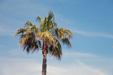 Palm tree on the sky 스톡 사진