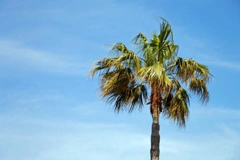 Palm tree on the sky 스톡 사진