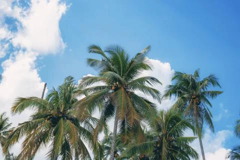 Palm tree at sky. Stock Photos