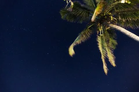 Palm tree with sky Stock Photos