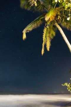 Palm tree with sky Stock Photos
