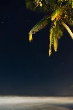 Palm tree with sky Stockfoto's