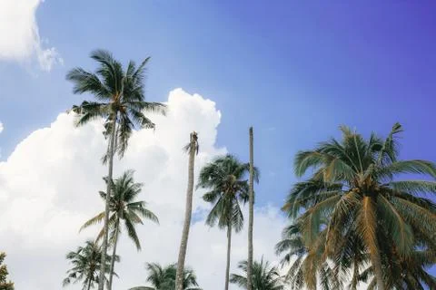 Palm tree on sky. Stock Photos
