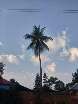 Palm Tree  Sky Stock Photos