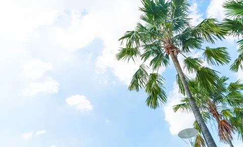 Palm tree on sky Foto stock
