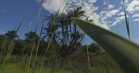 Palm tree &amp; sky tracking shot Stock Footage 121998450
