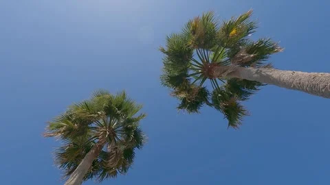 Palm tree up sky view, LA Los Angeles Hollywood view Stock Footage 320100201