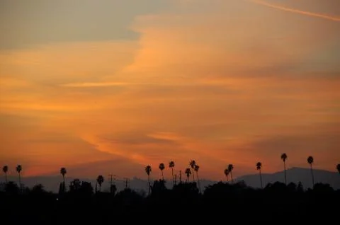 PALM TREE SKYLINE AT DUSK 스톡 사진