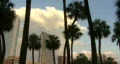 Palm Tree Skyline Timelapse HD Footage