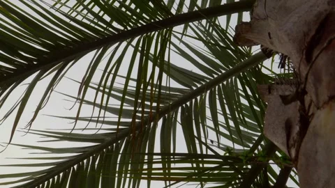 Palm tree slightly moving in the wind Stock Footage 311729868