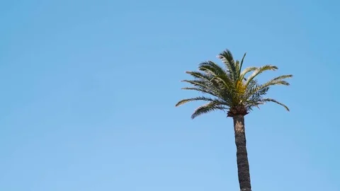 Palm Tree in slow motion against blue sky 스톡 동영상 101650660