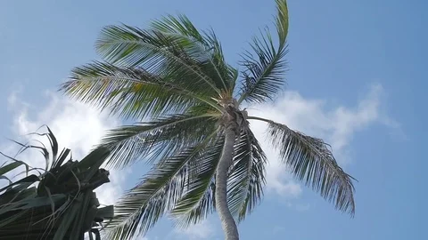 Palm Tree Slow Motion Video stock 73559699