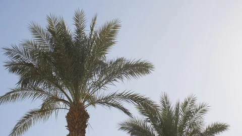 Palm tree in slow motion Stock Footage 86618660