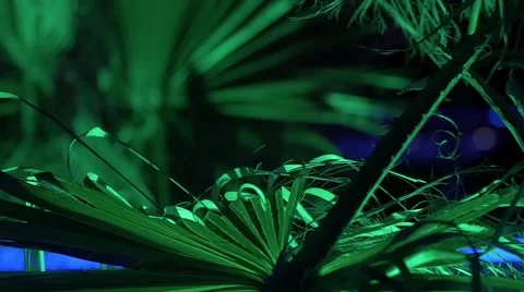 Palm tree at slow motion on a party Stock Footage 54213599