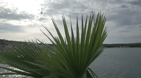 Palm tree slow motion at summer at a beach Stock Footage 54218122