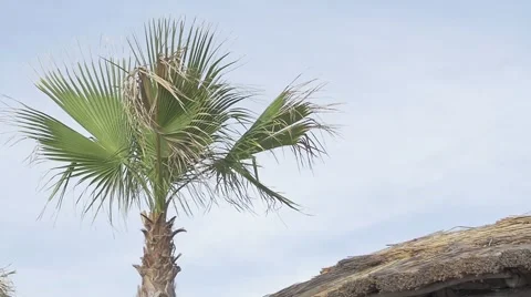 Palm tree in slow motion at summer Stock Footage 54218896