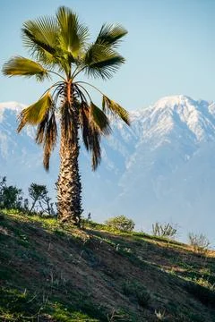 Palm Tree with Snow Capped Mountains Stock Photos