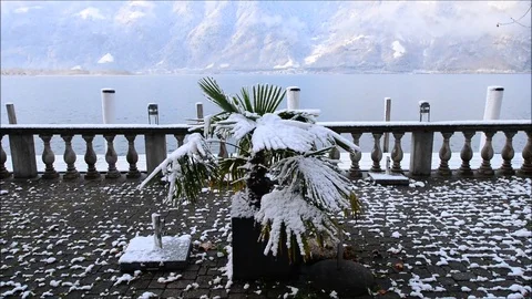 Palm tree in the snow. Stock Footage 82938609