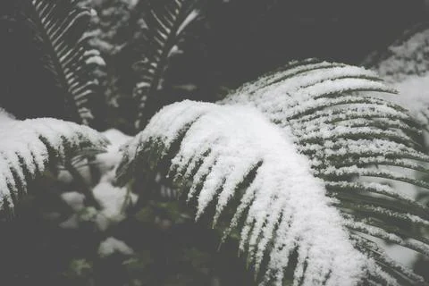 Palm tree in the snow Stock Photos