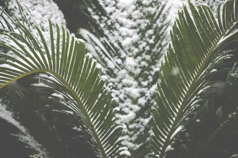 Palm tree in the snow Stock Photos