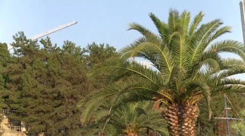 Palm tree in Sochi Stock Footage 8601229