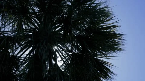 Palm Tree Soluette Stock Footage 185622243